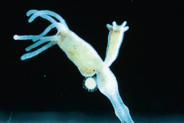 Kraken что это за сайт